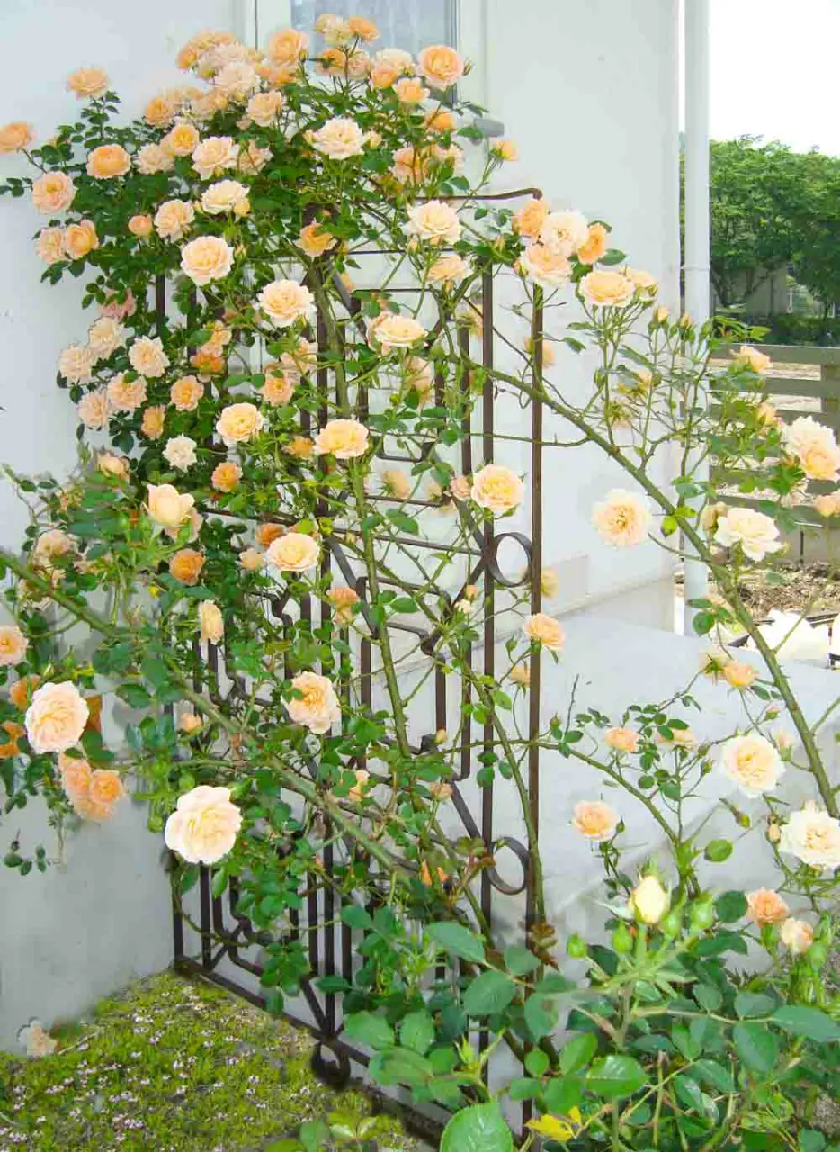 アンティーク,住宅,家,建材,雑貨,似合う家,フレンチシック,シャビーシック,ステンド,ドア,照明,古材,岡山